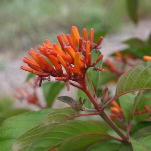 Hamelia Firebush Hamelia patens