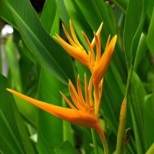 Heliconia psittacorum water plant