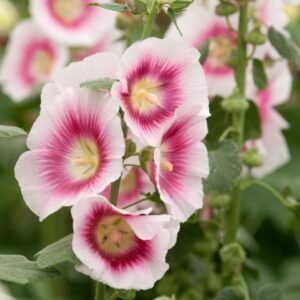 Hollyhocks, Alcea rosea