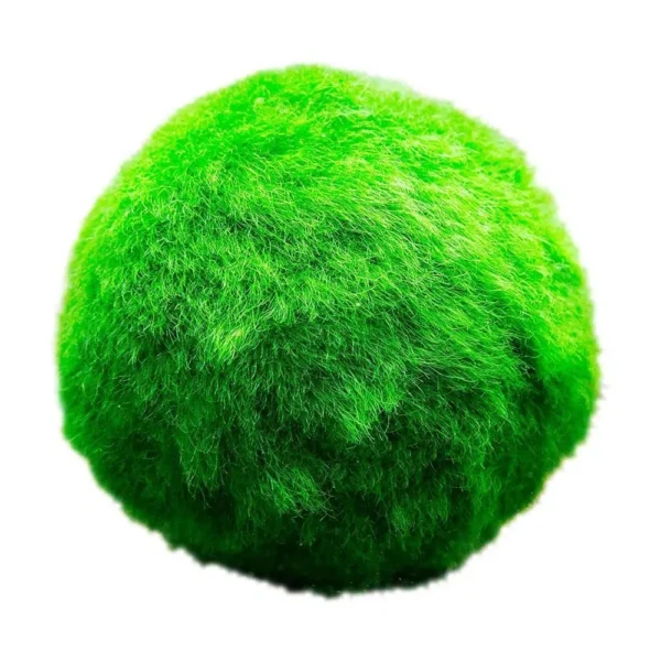 Marimo – living water moss balls