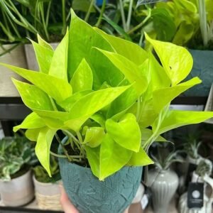 Neon Pothos