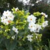 Night flowering jasmine