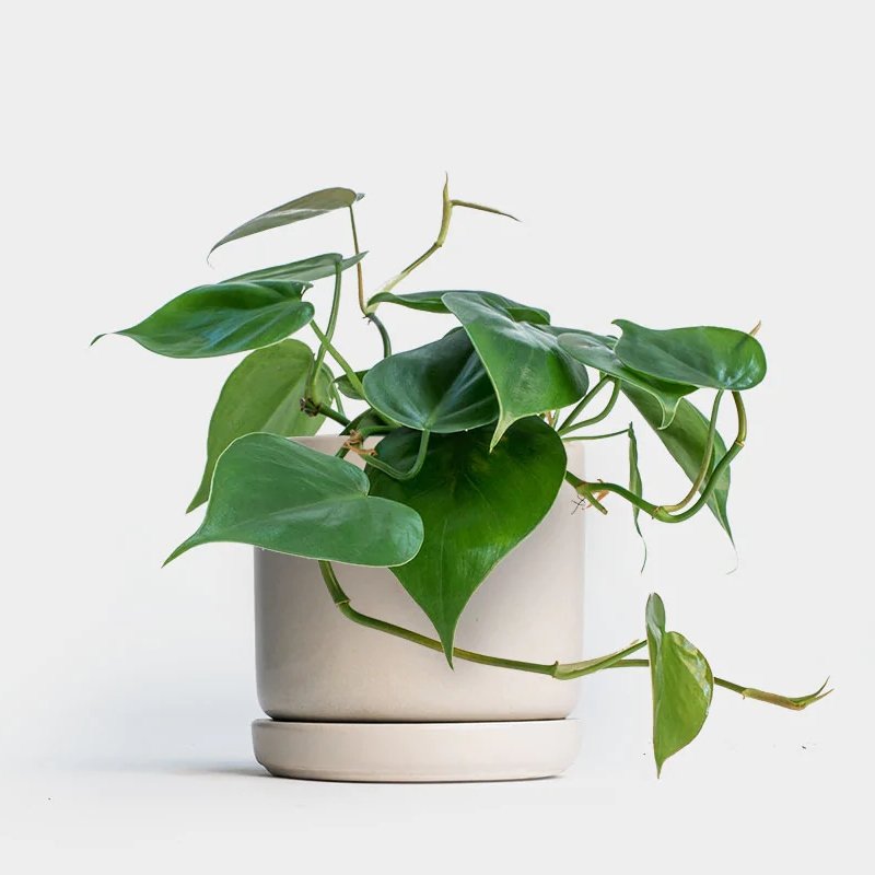 Philodendron neon