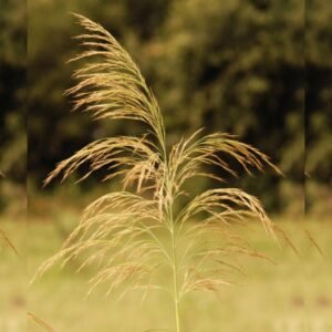 Common reed water plant