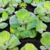 Water lettuce