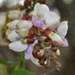 Pongamia glabra