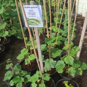 Snake gourd-Snake Gourd