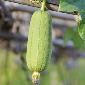 Sponge gourd plant