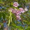 Tabebuia rosea