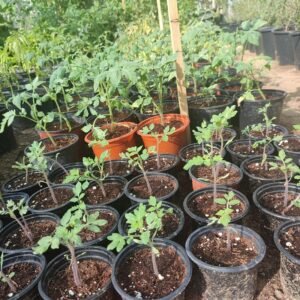 Tomato Plants