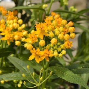 Tropical milkweed-Asclepias curassavica