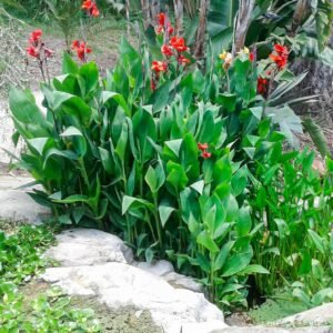 Tropicana canna lily water plant common