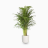 areca palm