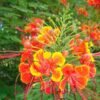 caesalpinia