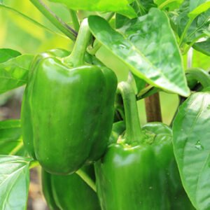 Bell pepper or Capsicum