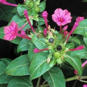 Marvel of Peru, mirabilis jalapa