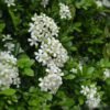 Orange jessamine, Murraya paniculata