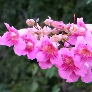 Pink trumpet vine, Tecoma ricasoliana