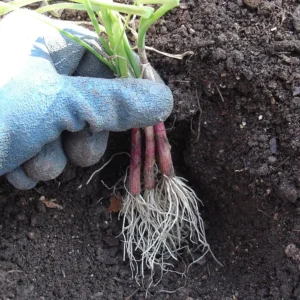 onion plant