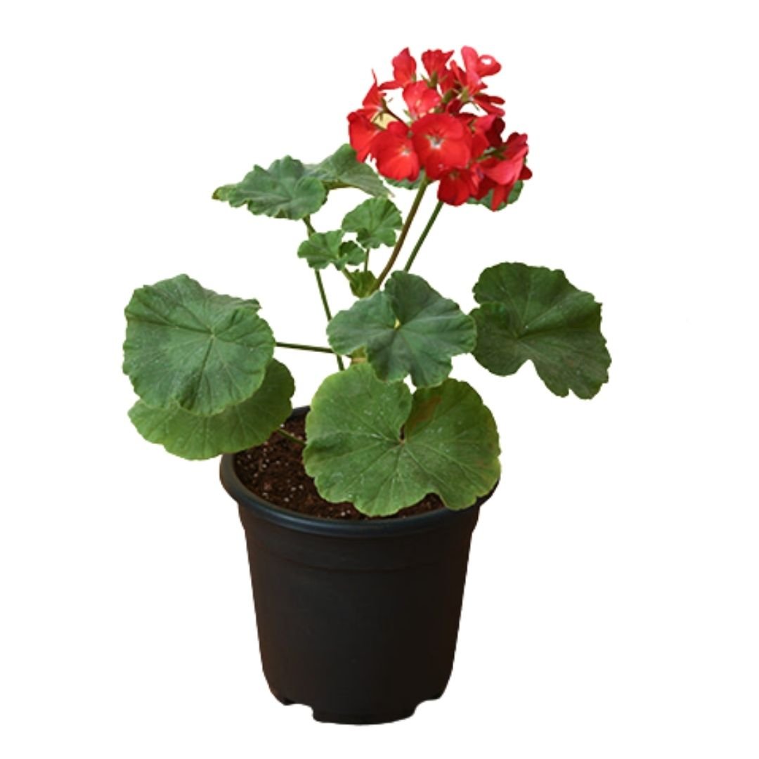 Geranium Red (V15) - Souq Garden