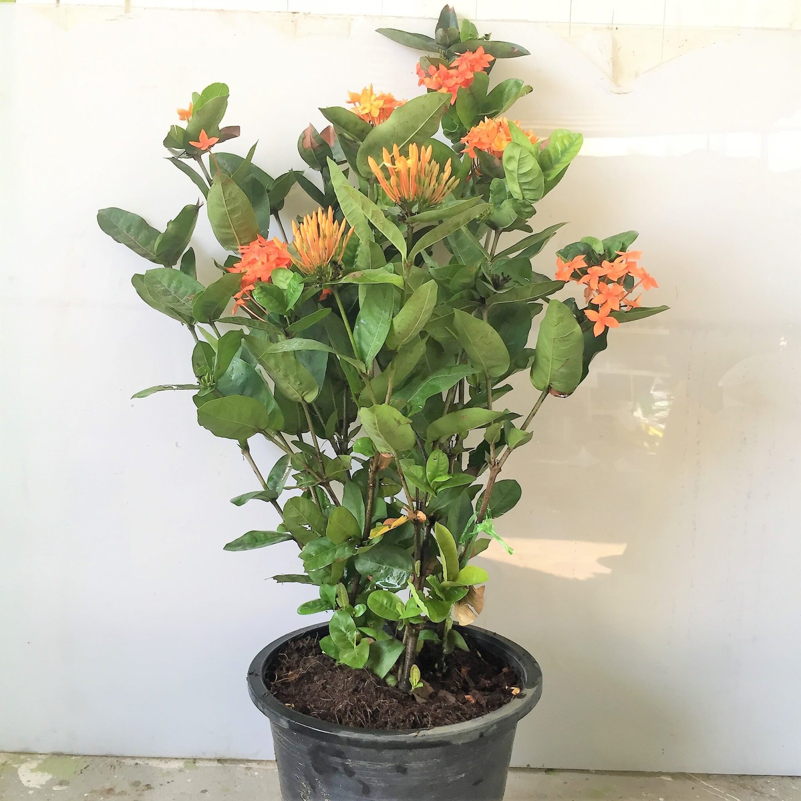 Ixora Coccinea Orange - Souq Garden